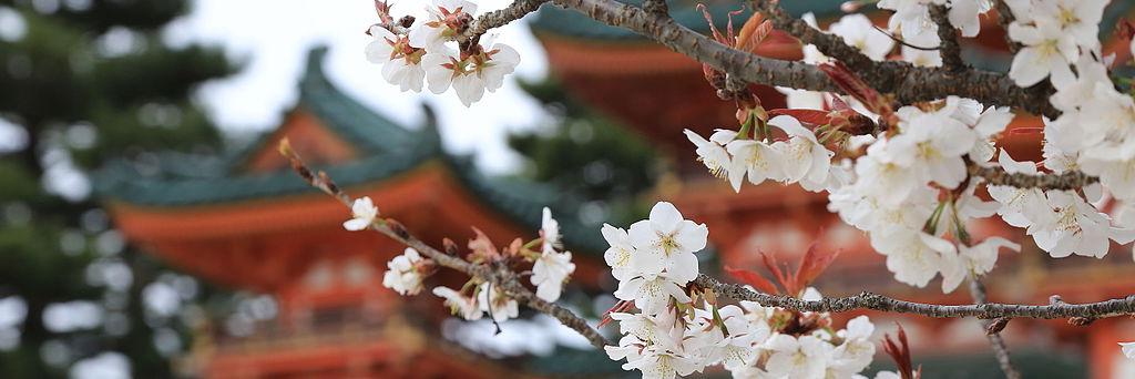 Cherry blossoms blooming in Kyoto, Japan